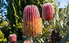 Banksia