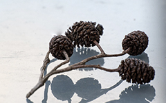 alder plugs