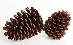 pine_cones