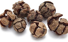 cypress_cones